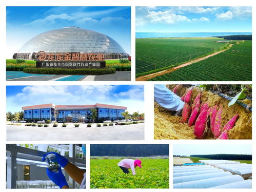 汕尾市加快構(gòu)建 1 4 n 特色農(nóng)產(chǎn)品產(chǎn)業(yè)體系